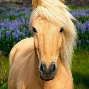 Meet your Posher, Lois